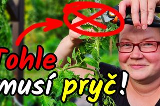 Zastavte rajče! Tohle musí pryč, pokud chcete mít dobrou úrodu | Šikulio Zahrada